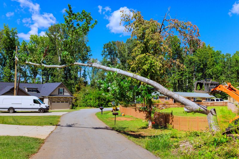 Cost of Dead Tree Removal in Port Orange, FL