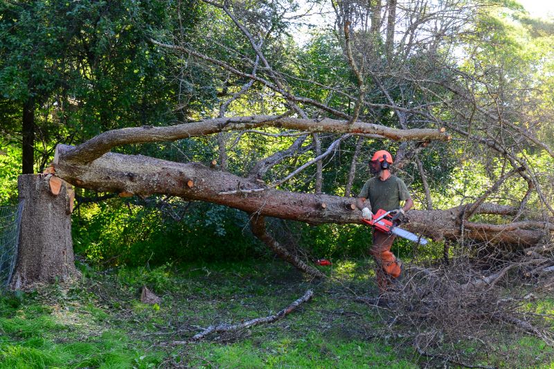 Fallen Tree Removal Services