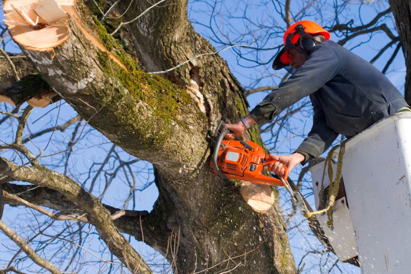 Top Rated Tree Removal Tools