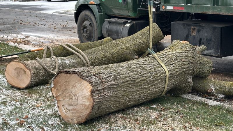When To Get Tree Removals in Port Orange