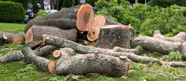 Large Tree Removal in Port Orange