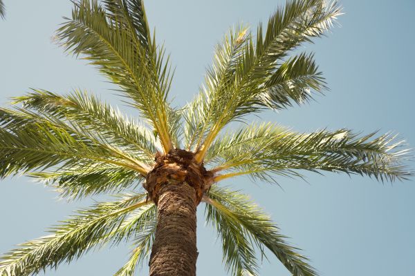 Palm Tree Removal in Port Orange