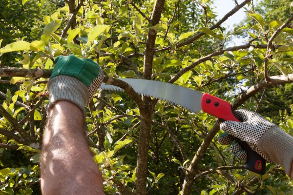 Small Tree Removal in Port Orange