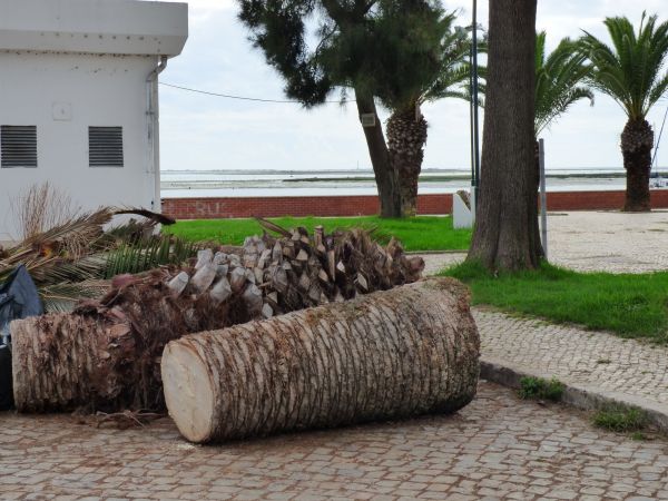 Palm Trees Removal in Port Orange