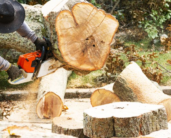 Tree Removal Service in Port Orange