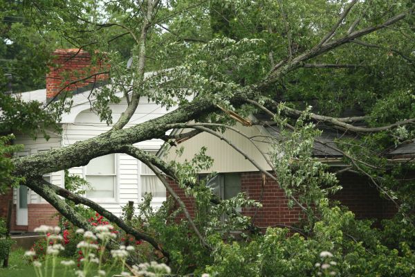 Emergency Tree Removal in Port Orange