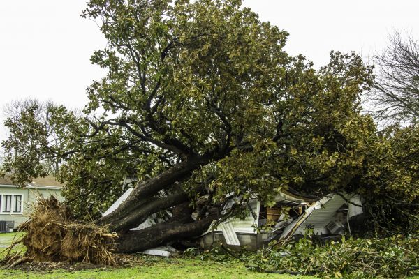 Fallen Tree Removal in Port Orange