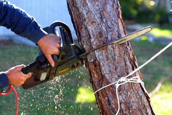 Dead Tree Removal in Port Orange