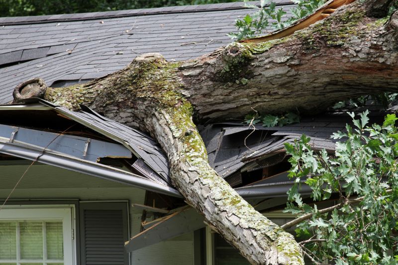 Storm Damage Tree