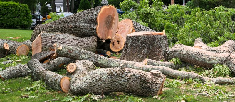 Tree Removal in Spring