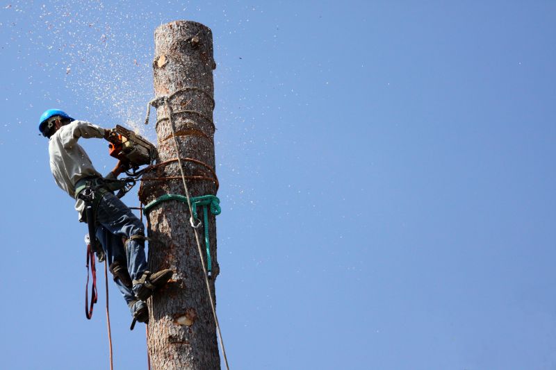 Healthy Tree Removal