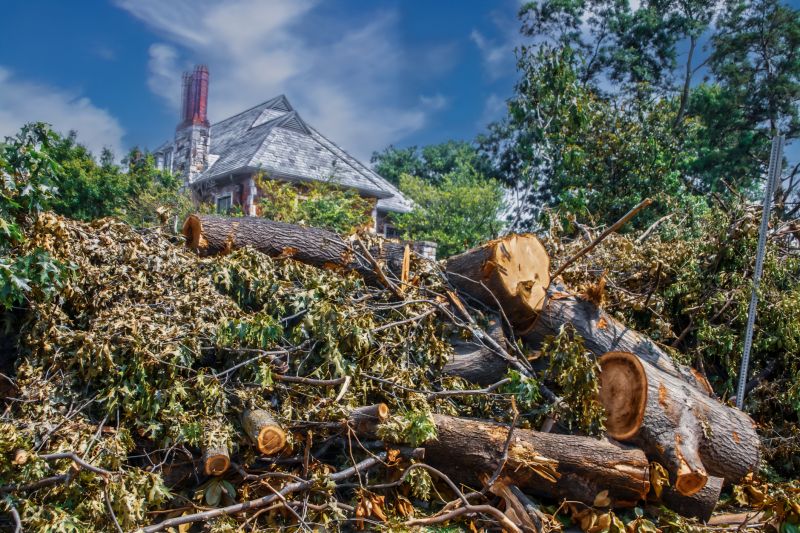 Completed Tree Removal