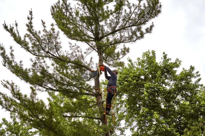 Tree Felling Process