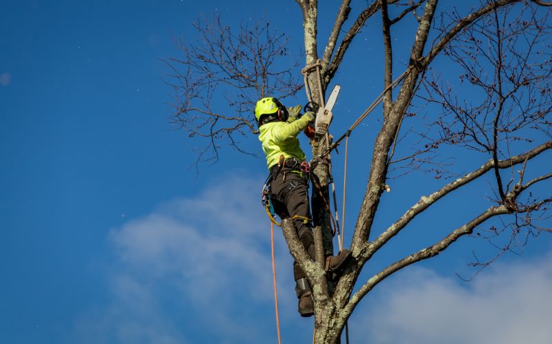 Planning for Safe Tree Removal