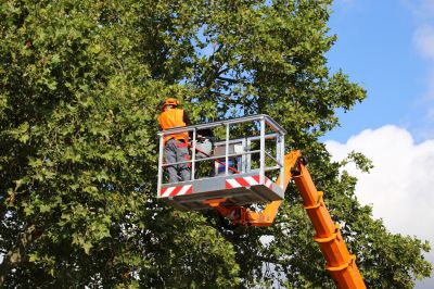 Scheduling Your Tree Removal