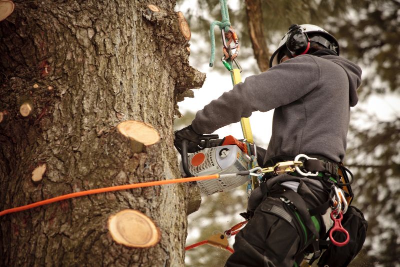 Safety Measures in Tree Removal